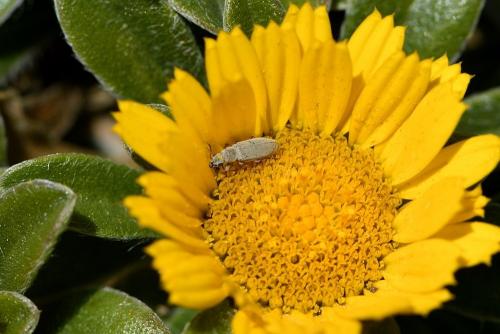 Réf. 227 848 : Danacea sp.